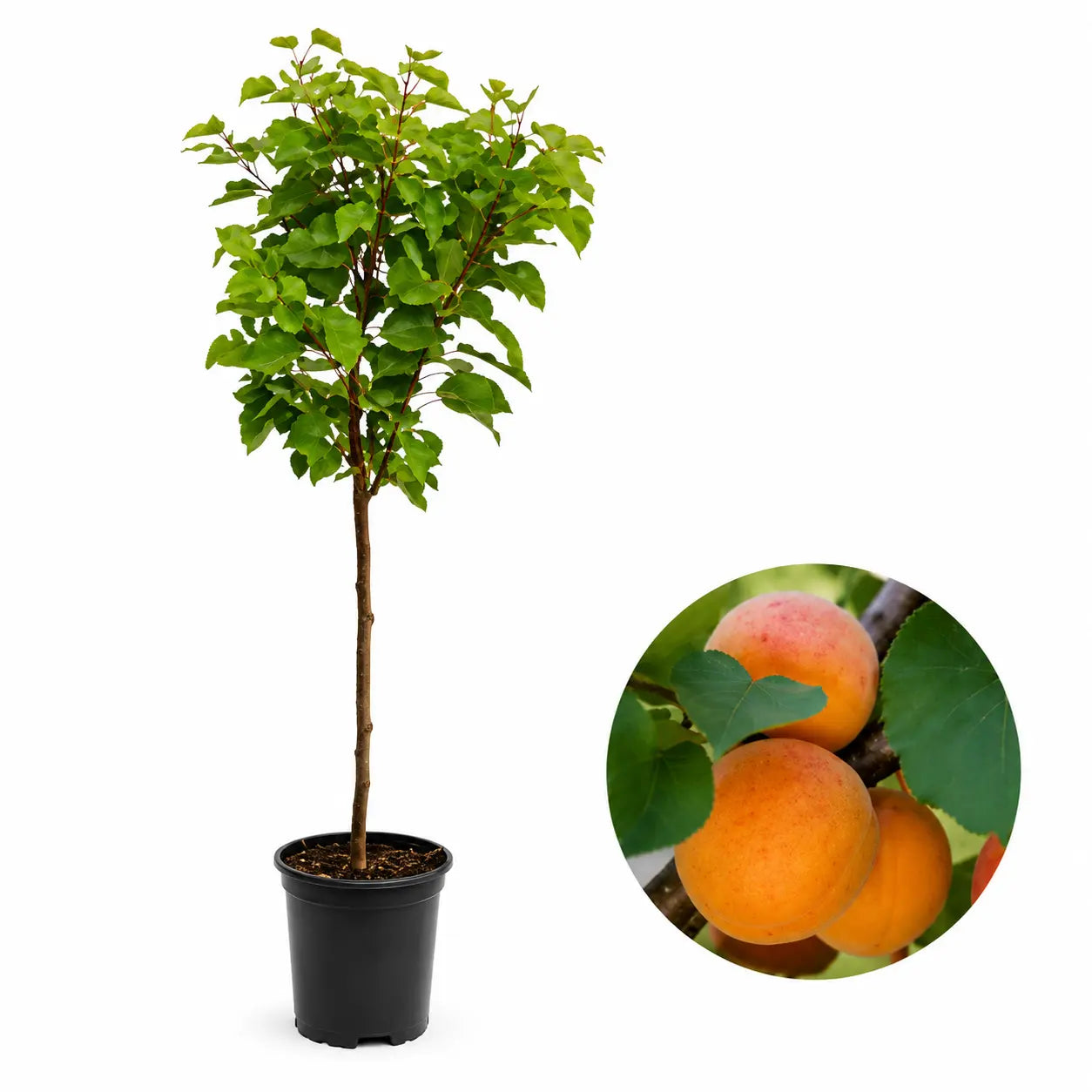 Джудже кайсия Kaluna — овощна фиданка за градина, разсадник Alvera Plant
