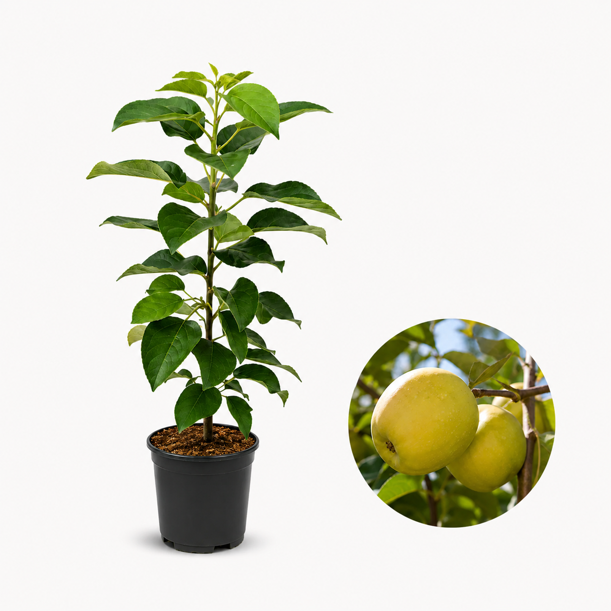 Колоновидна ябълка Goldcats — овощна фиданка за градина, разсадник Alvera Plant