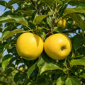 Ябълка Голдън Делишъс — овощна фиданка за градина, разсадник Alvera Plant