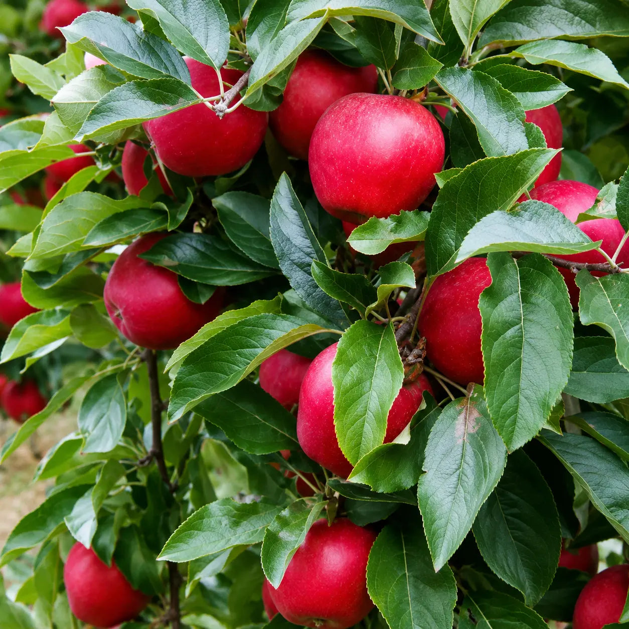 Ябълка Гала Мичъл — овощна фиданка за градина, разсадник Alvera Plant