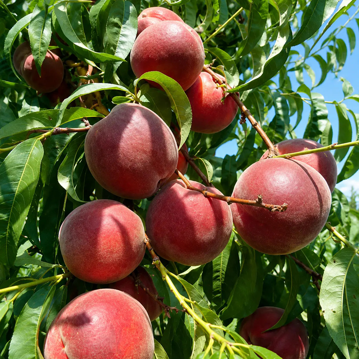 Праскова Диксиред — овощна фиданка за градина, разсадник Alvera Plant