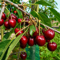 Череша Кордия — овощна фиданка за градина, разсадник Alvera Plant