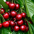 Череша Ван — овощна фиданка за градина, разсадник Alvera Plant