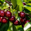 Вишна Шумадинка — овощна фиданка за градина, разсадник Alvera Plant