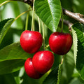 Вишна Keleris 16 — овощна фиданка за градина, разсадник Alvera Plant