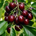 Вишна Сънбърст — овощна фиданка за градина, разсадник Alvera Plant