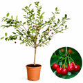 Мини вишна Griotella — овощна фиданка за градина, разсадник Alvera Plant