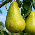Круша Калуджерка — овощна фиданка за градина, разсадник Alvera Plant