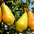 Круша Кармен — овощна фиданка за градина, разсадник Alvera Plant