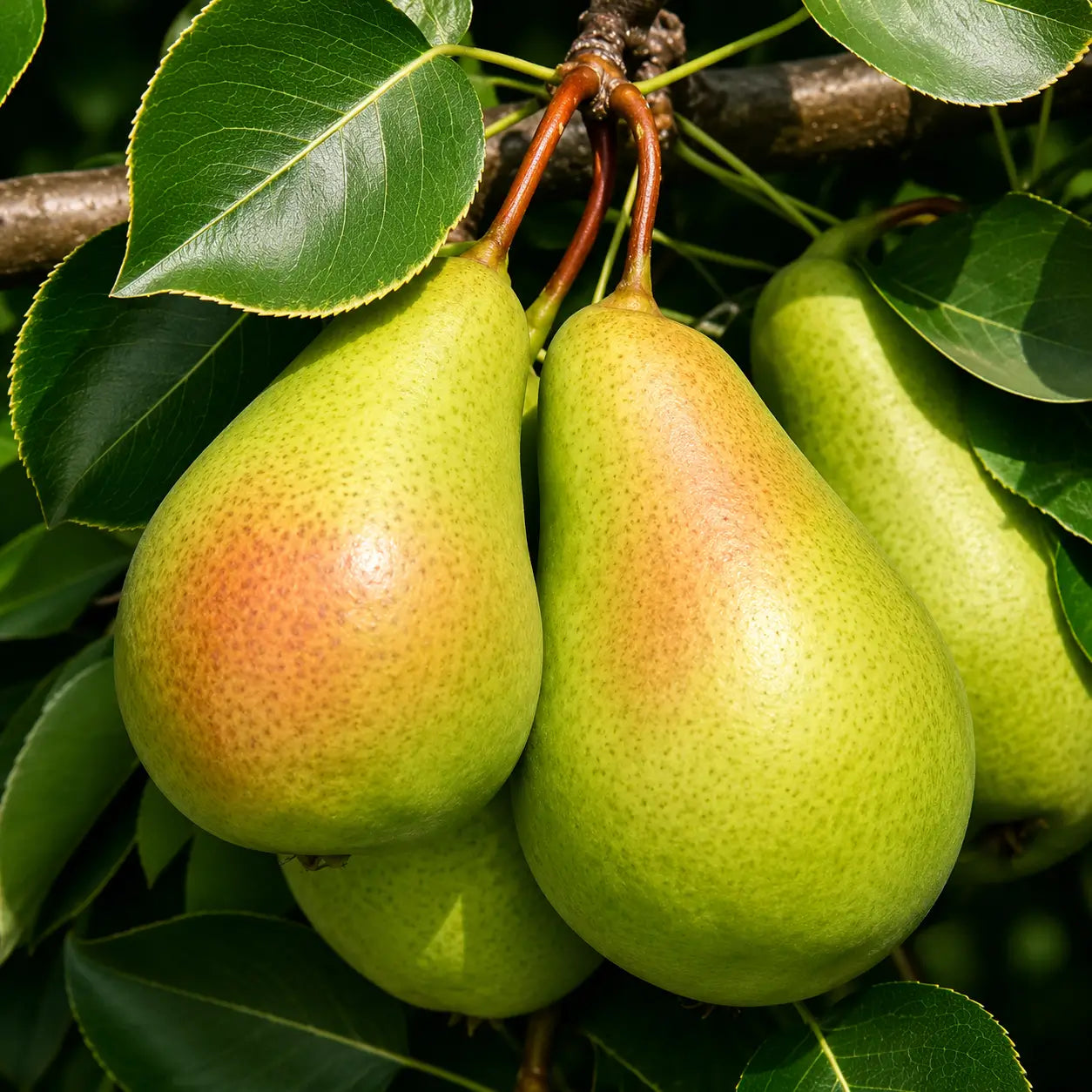 Круша Санта Мария — овощна фиданка за градина, разсадник Alvera Plant