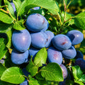 Слива Чачанска лепотица — овощна фиданка за градина, разсадник Alvera Plant