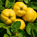 Дюля Лесковачка — овощна фиданка за градина, разсадник Alvera Plant