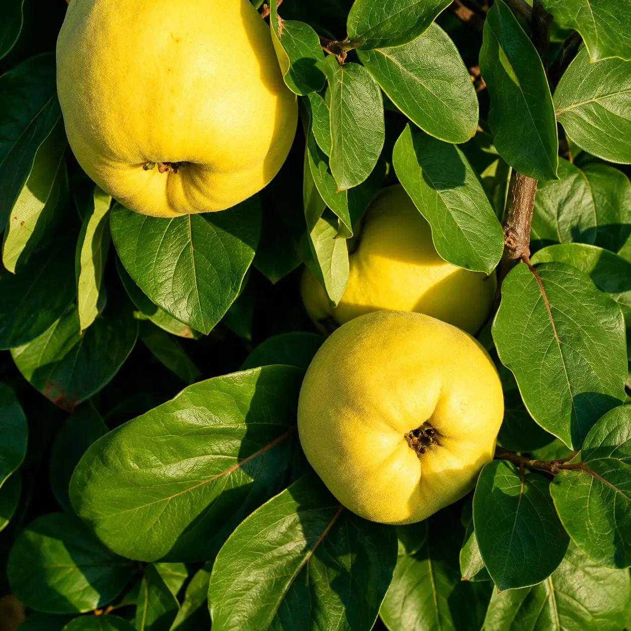 Дюля Асеничка — овощна фиданка за градина, разсадник Alvera Plant