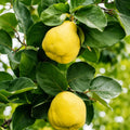 Дюля Шампионска — овощна фиданка за градина, разсадник Alvera Plant