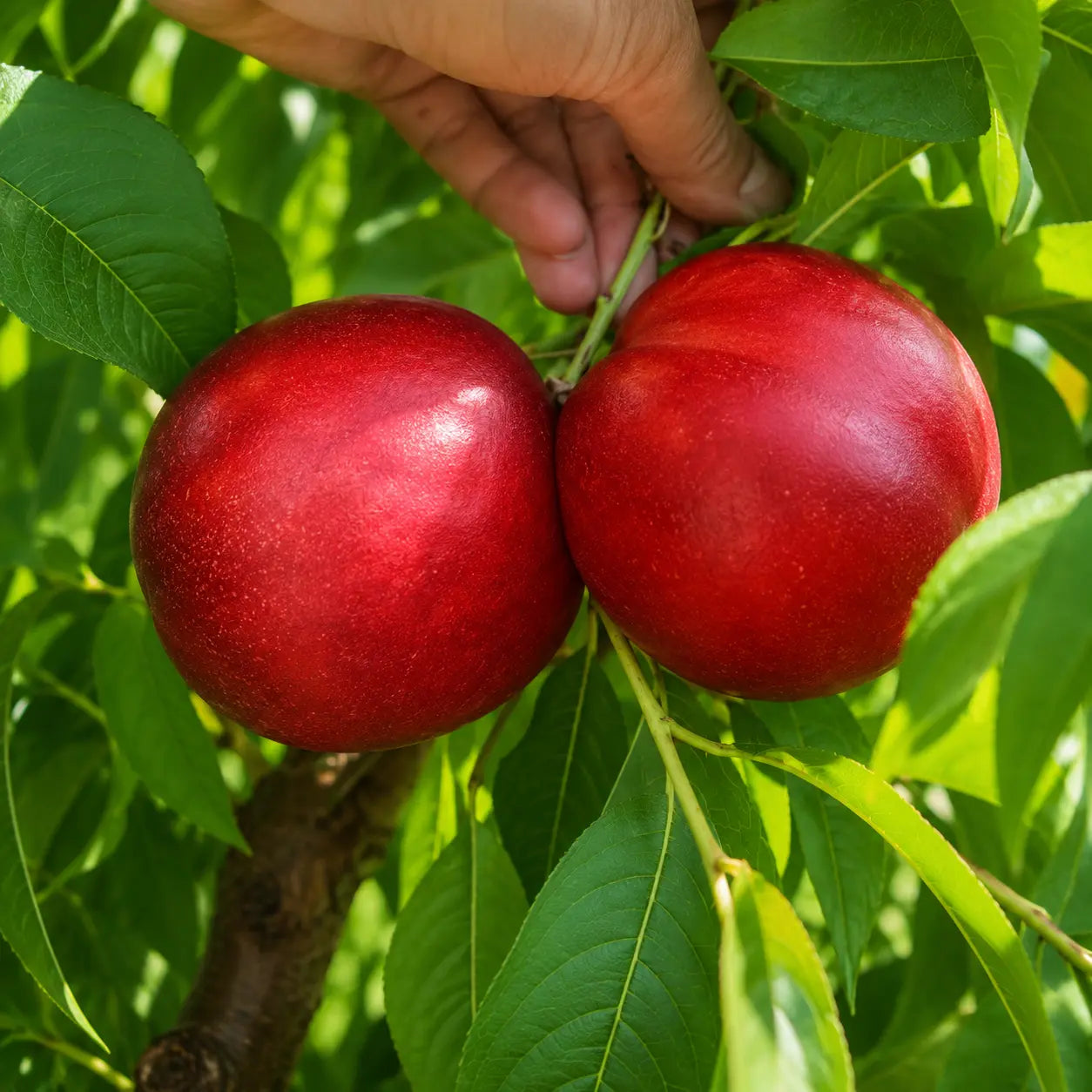 Нектарина Caldesi — овощна фиданка за градина, разсадник Alvera Plant
