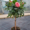 Mini stablašica ruža Royal Pink — sadnica, spremna za sadnju
