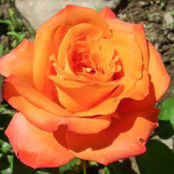 Polianta ruža Orange Triumph