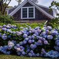 Хортензия (Hydrangea macrophylla) — садница с топковидни съцветия