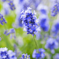 Лавандула (Lavandula angustifolia) — ароматен храст с лилави цветове