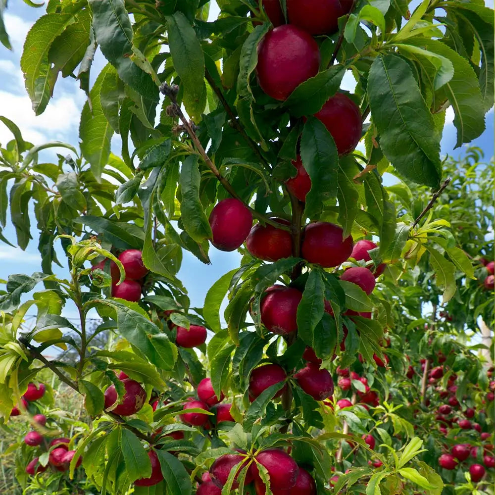 Садница нектарина Flavortop (Prunus persica) — сочни плодове
