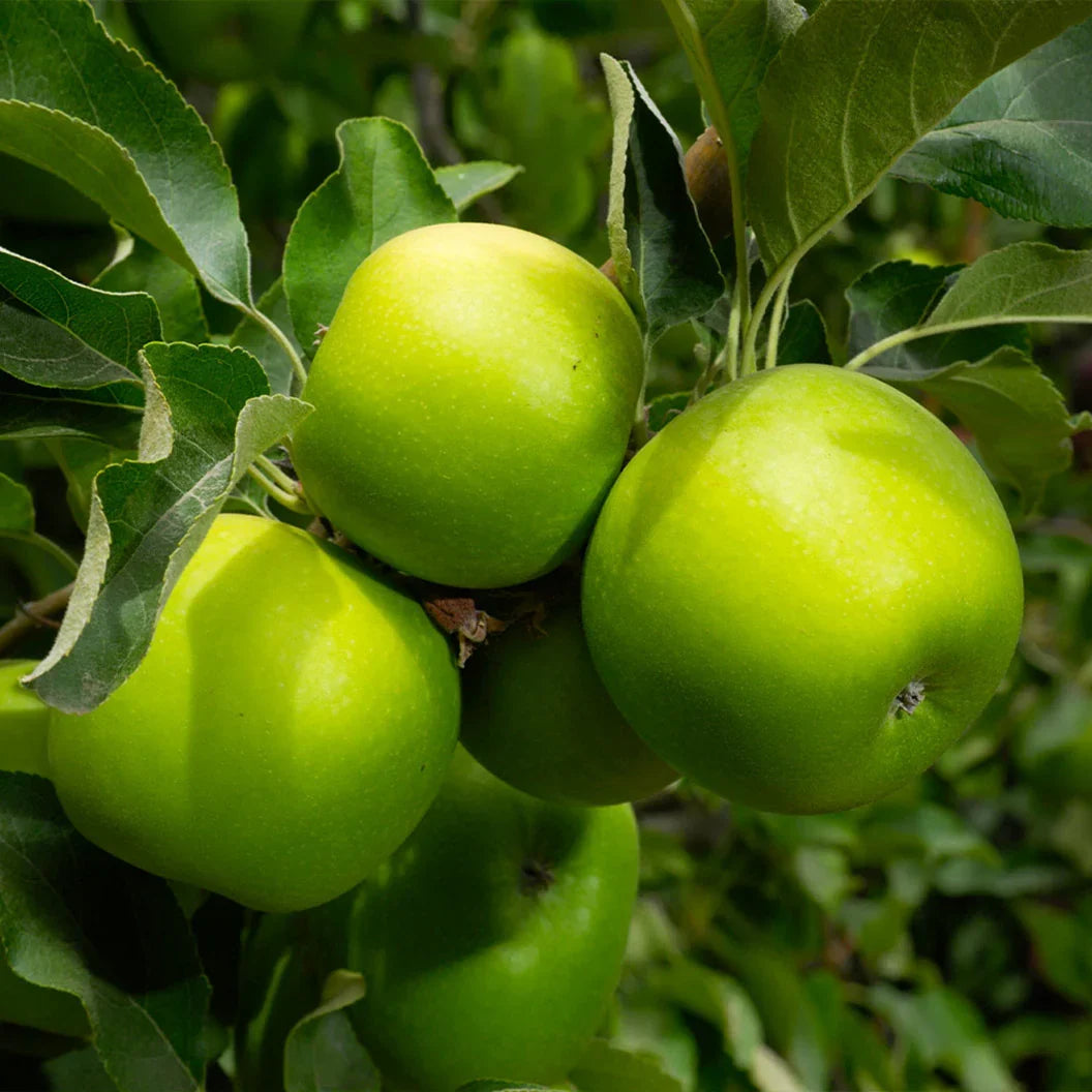 Садница ябълка Грени Смит (Malus domestica Granny Smith) — зелени плодове