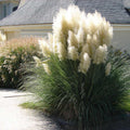 Пампаска трева (Cortaderia selloana) — декоративно растение с метлици