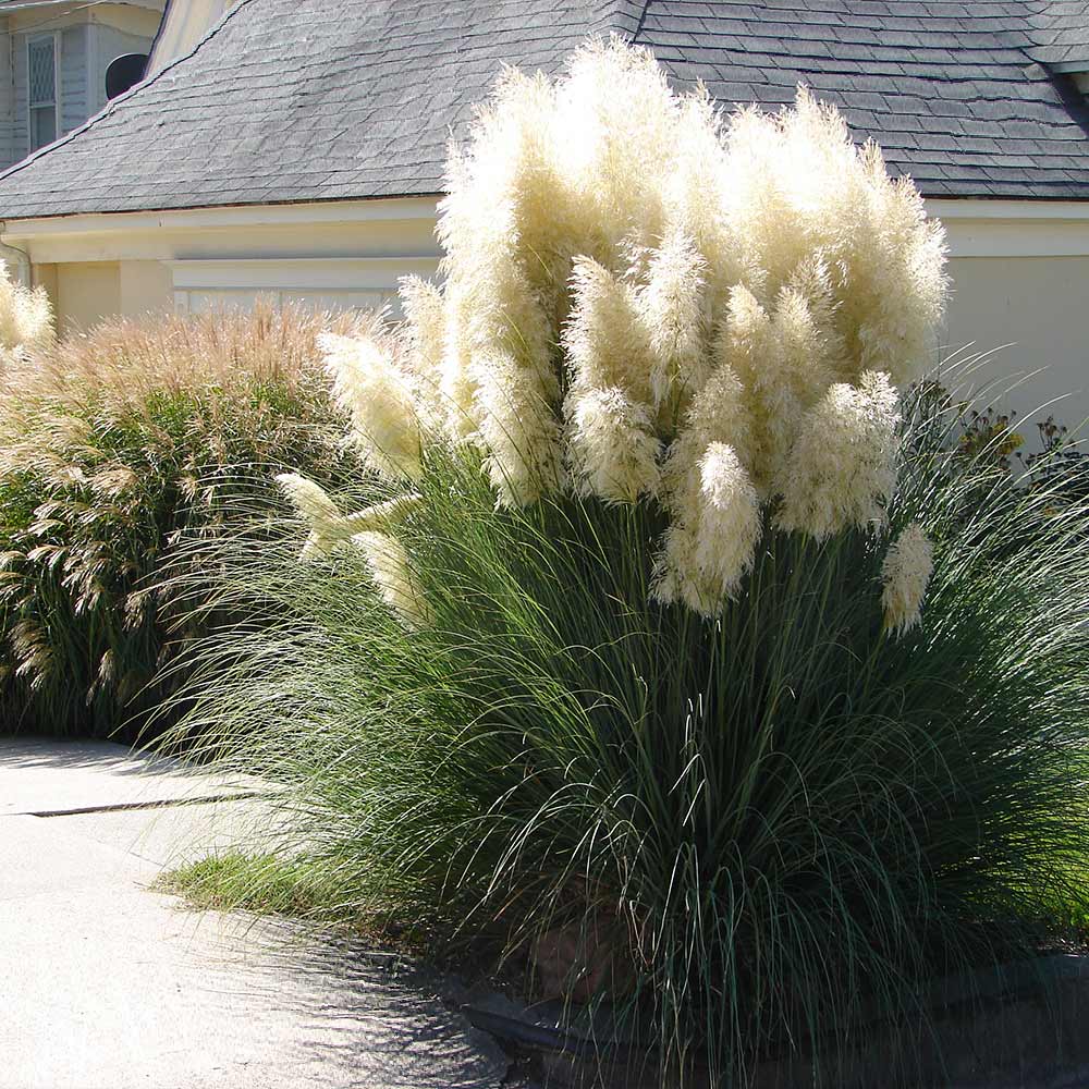 Пампаска трева (Cortaderia selloana) — декоративно растение с метлици