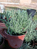 Lavanda