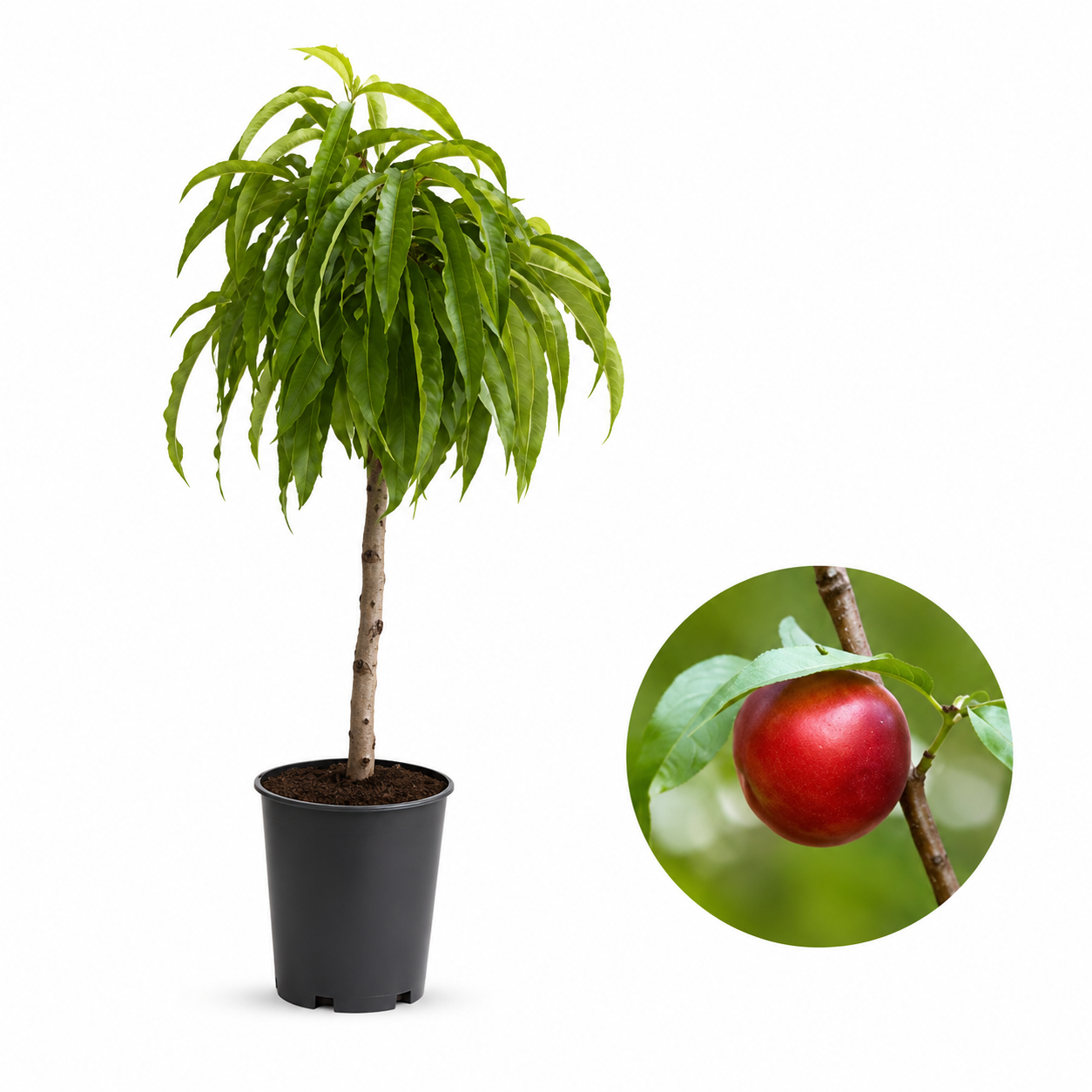 Джудже нектарина — овощна фиданка за градина, разсадник Alvera Plant
