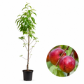 Праскова Фантазия — овощна фиданка за градина, разсадник Alvera Plant