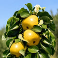 Мини круша Жълта — овощна фиданка за градина, разсадник Alvera Plant