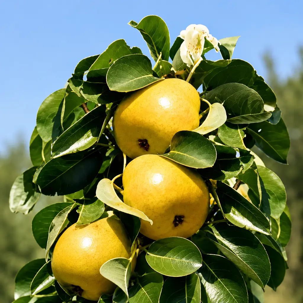 Мини круша Жълта — овощна фиданка за градина, разсадник Alvera Plant