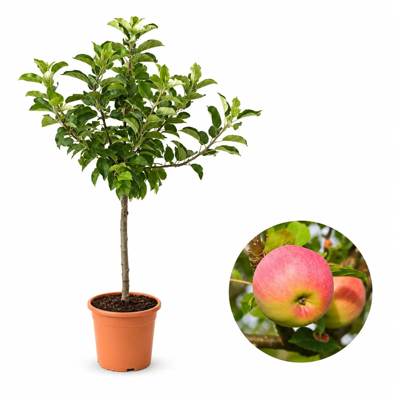 Мини ябълка Croquella — овощна фиданка за градина, разсадник Alvera Plant