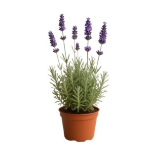 sadnica lavande (lavandula angustifolia)