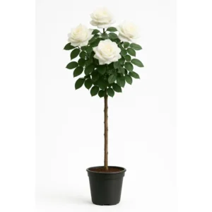 ruža stablašica akito