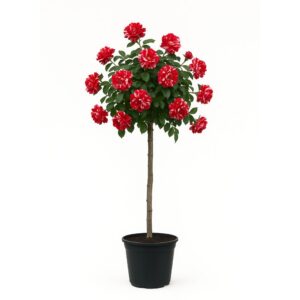 ruža stablašica papageno