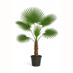 zimootporna lepazesta palma