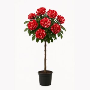 ruža stablašica sačma