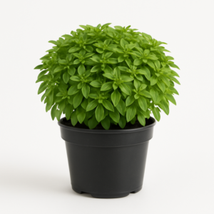 grčki bosiljak u saksiji 