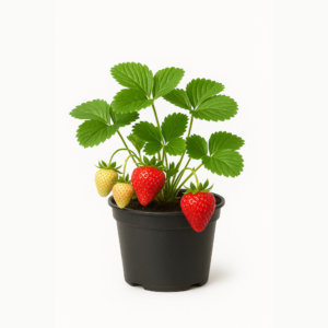 sadnice jagoda – stalno rađajuće