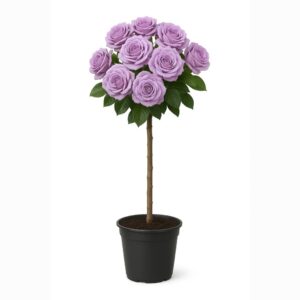 ruža stablašica Šar de gol