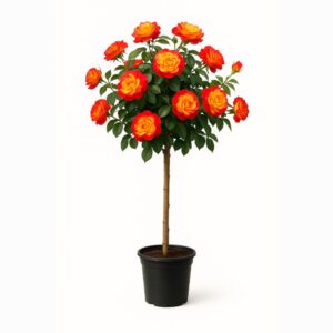 Ruža Stablašica Samba