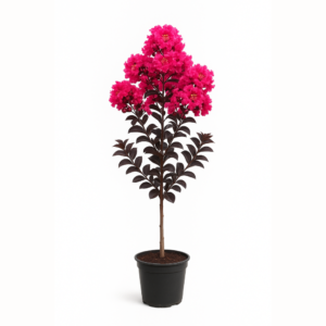 tamnolisni indijski jorgovan