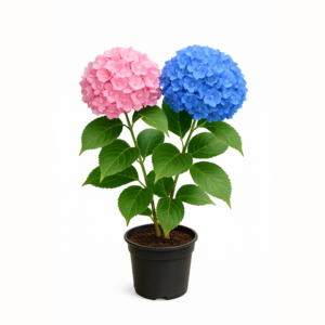 plavo roze hortezije