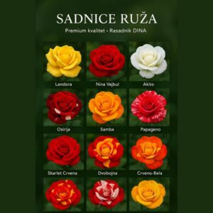 Sadnice Ruža