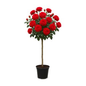 ruža stablašica nina vejbul