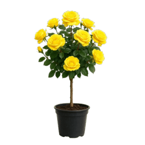 ruža stablašica landora